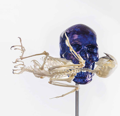 Skull with Macaw by Fabre Jan