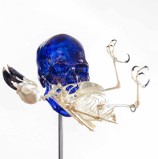 Skull with Raven by Fabre Jan