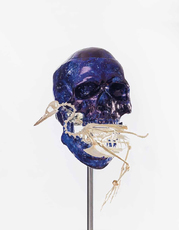 Skull with Grebe by Fabre Jan