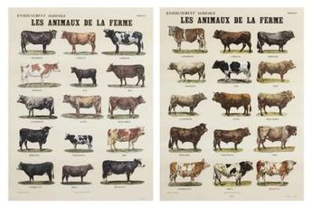 Les animaux de la ferme    by Broodthaers Marcel