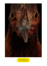 Red Jungle Fowl (G) Vesta Groot by Vanmechelen Koen