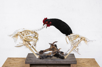 Mechelse Koekoek (He, B24B X 0788) x Mechelse Bresse (Ha, LF) by Vanmechelen Koen