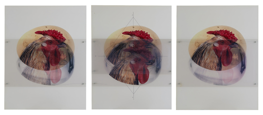 Eclipse by Vanmechelen Koen