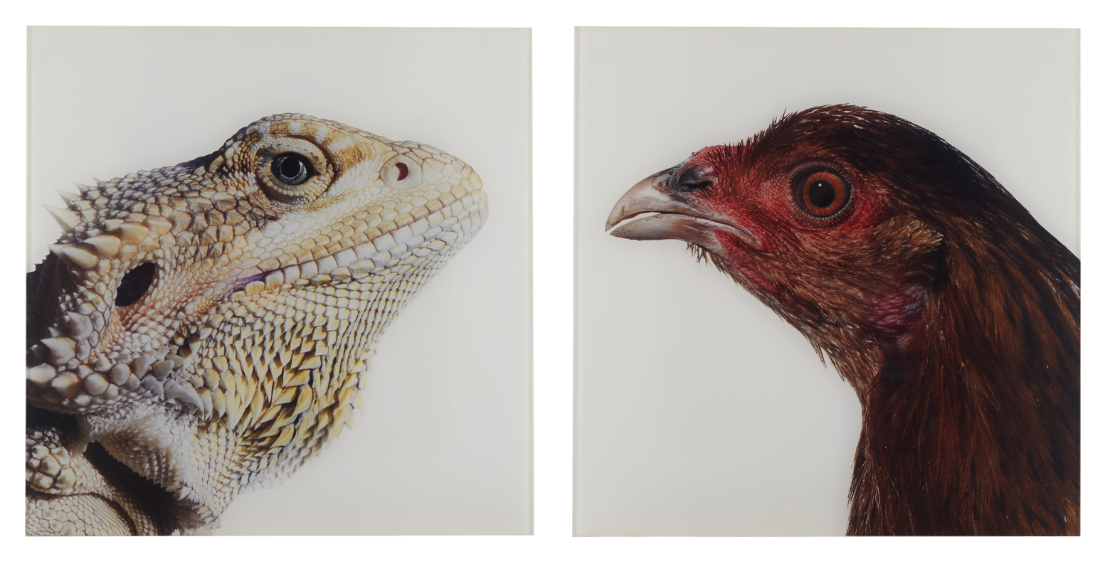 Fire by Vanmechelen Koen