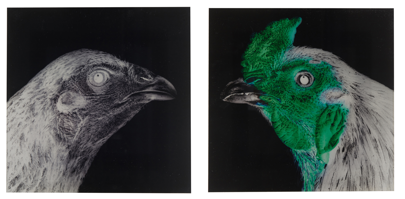 Shamo / Shamo by Vanmechelen Koen