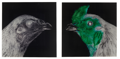 Shamo / Shamo by Vanmechelen Koen